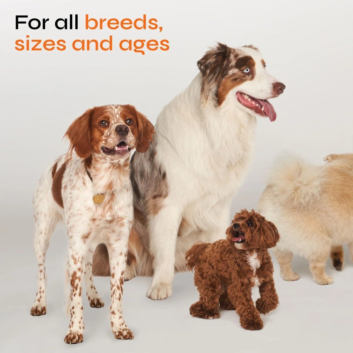 Pet Healthcare
