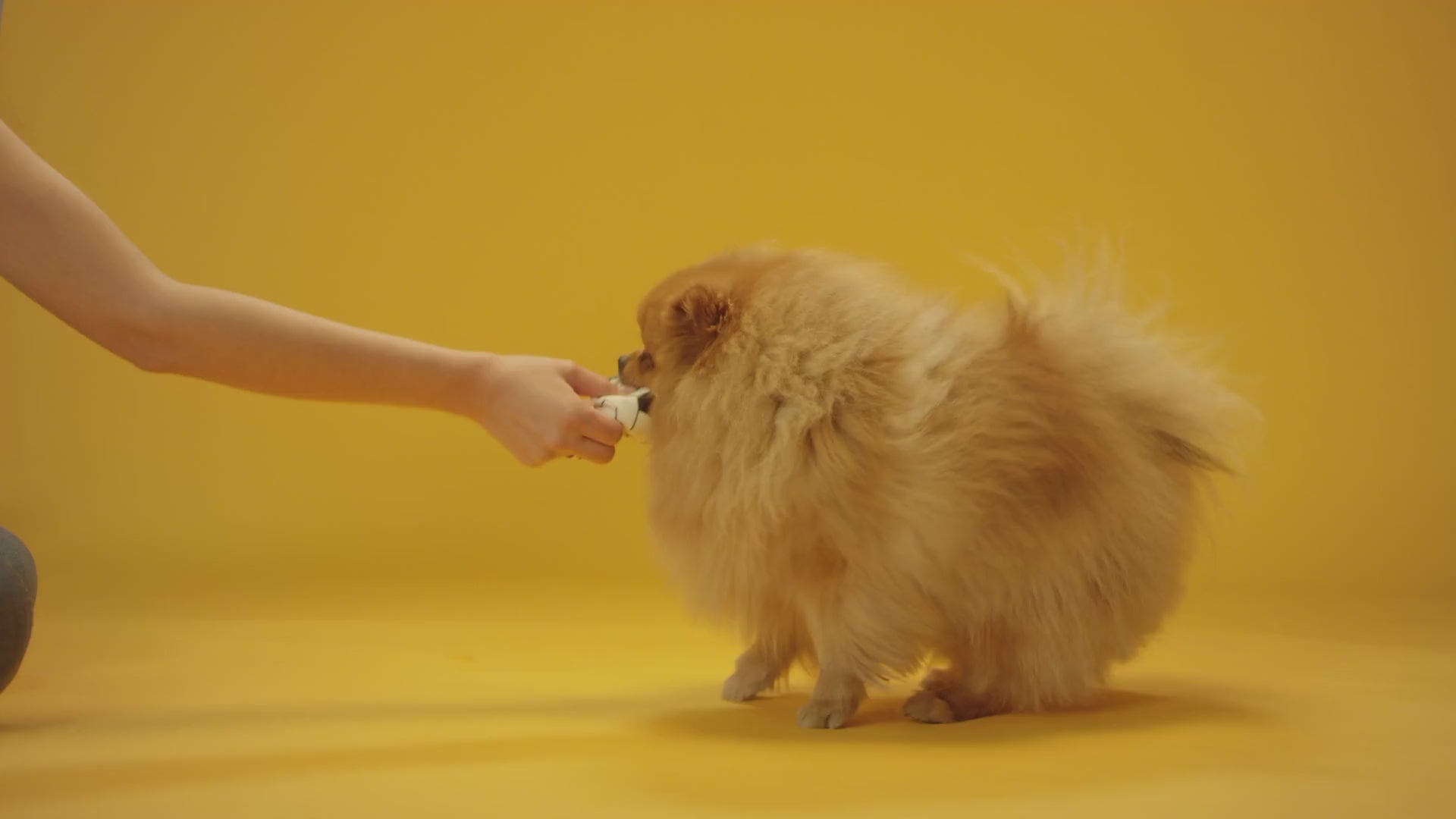 Load video: Pet Toys &amp; Accessories